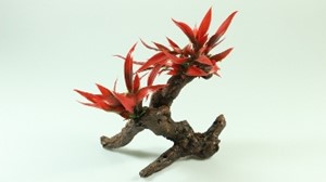 图片 1042小樹頭